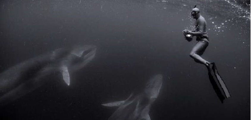 Archipiélago de Humboldt, el "Galápagos" chileno